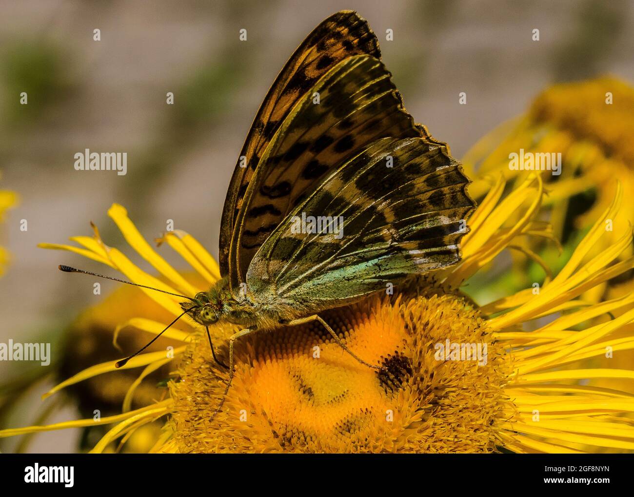 The small tortoiseshell (Aglais urticae) a colourful Eurasian butterfly in the family Nymphalidae. Adults feed on nectar and may hibernate over winter Stock Photo