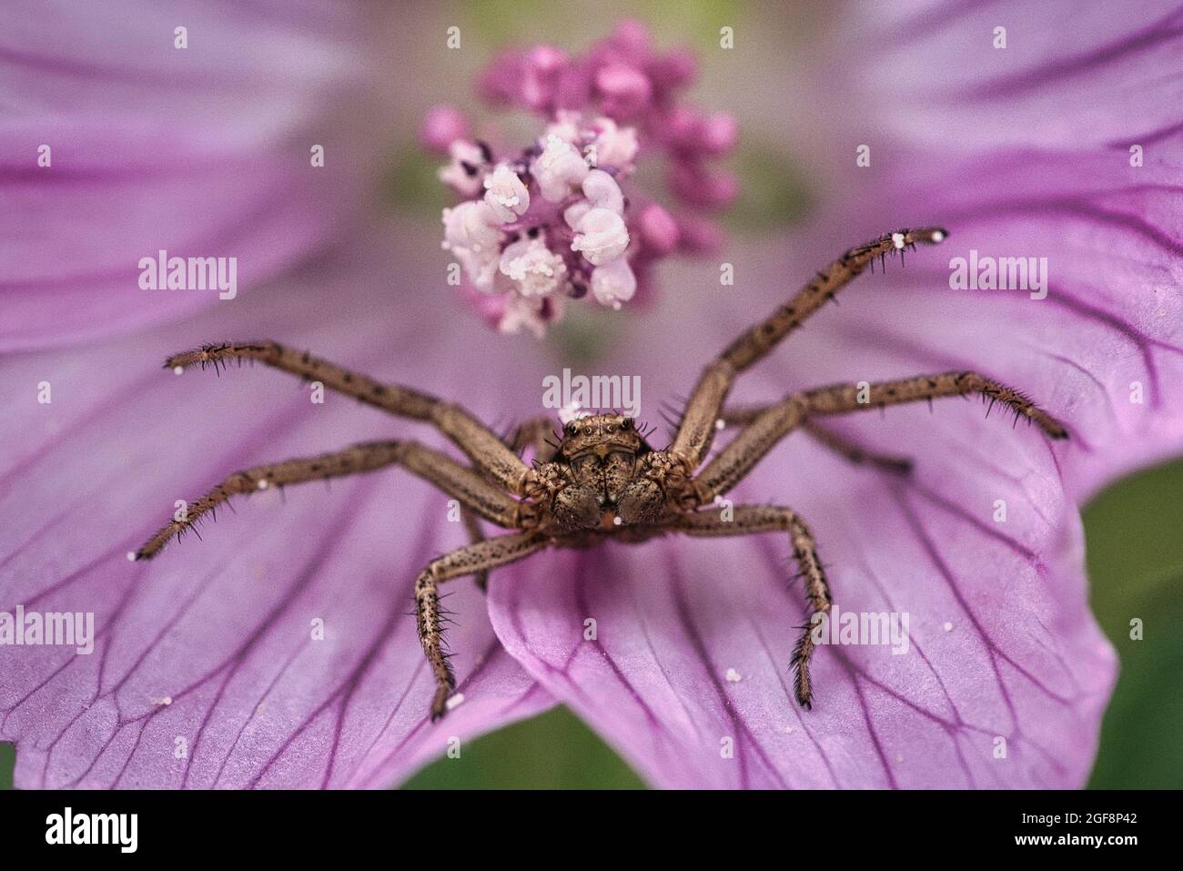 a wolf spider sitting in a flower and wants to defend its territory Stock Photo