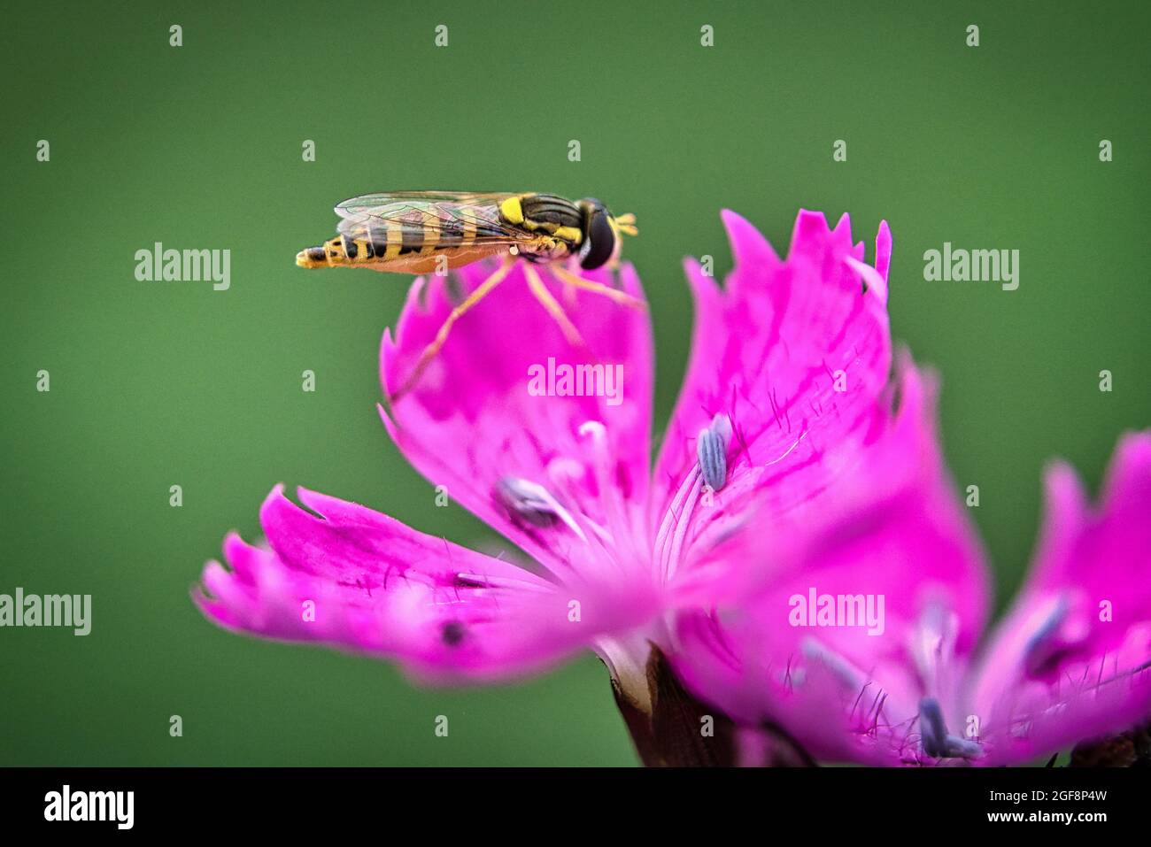 hoverfly drinking nectar. it disguises itself as a wasp Stock Photo