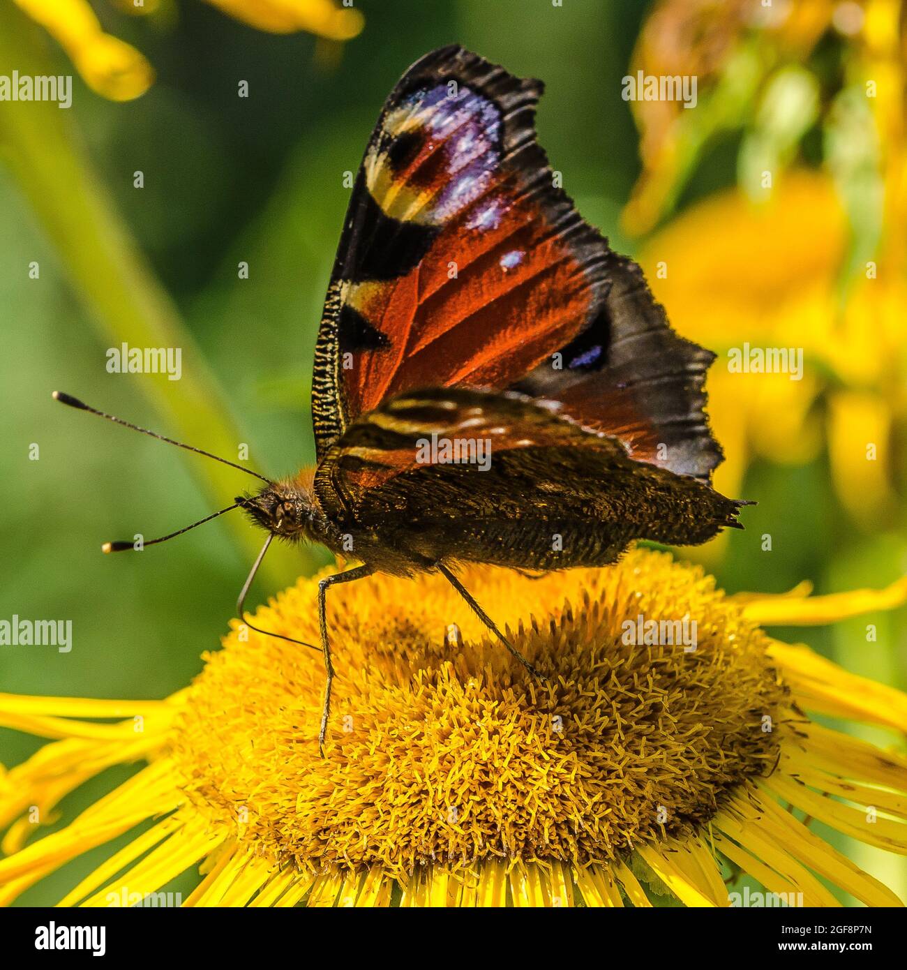 Aglais io, the European peacock, more commonly known simply as the peacock butterfly, is a colourful butterfly, found in Europe and temperate Asia Stock Photo