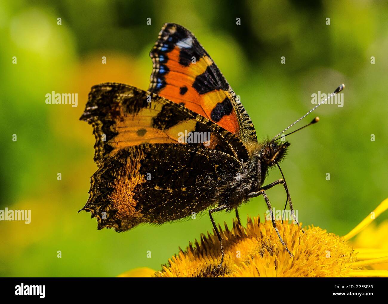 The small tortoiseshell (Aglais urticae) a colourful Eurasian butterfly in the family Nymphalidae. Adults feed on nectar and may hibernate over winter Stock Photo