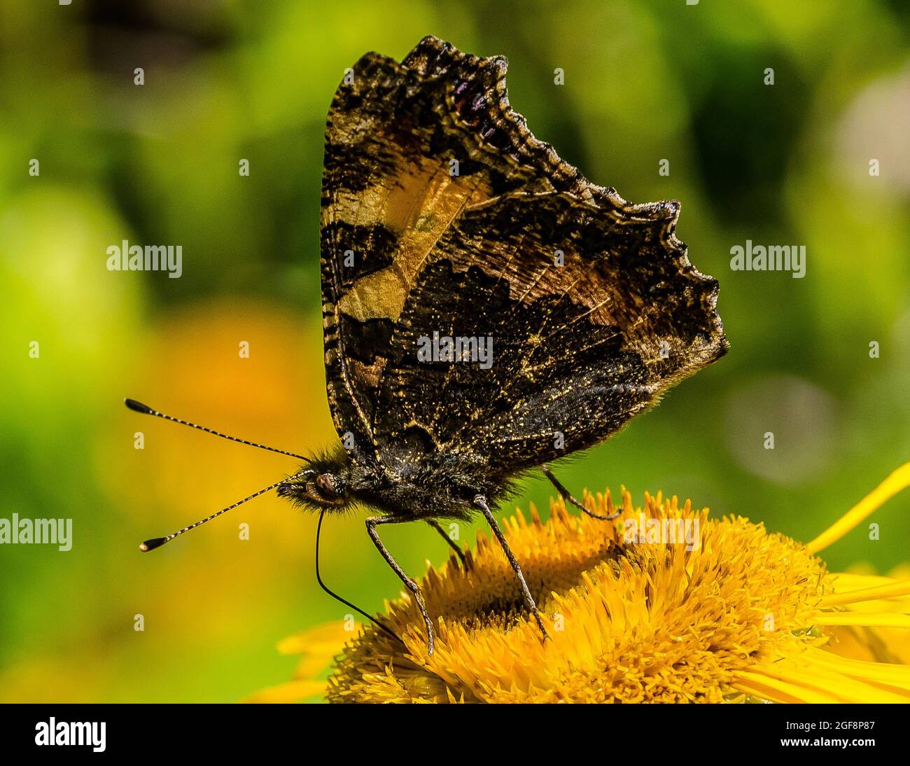 The small tortoiseshell (Aglais urticae) a colourful Eurasian butterfly in the family Nymphalidae. Adults feed on nectar and may hibernate over winter Stock Photo