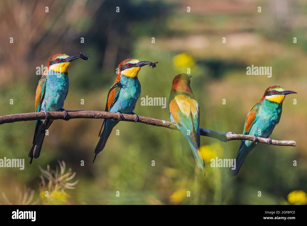 Insect Paradise birds of paradise with insects in their beaks Stock Photo - Alamy
