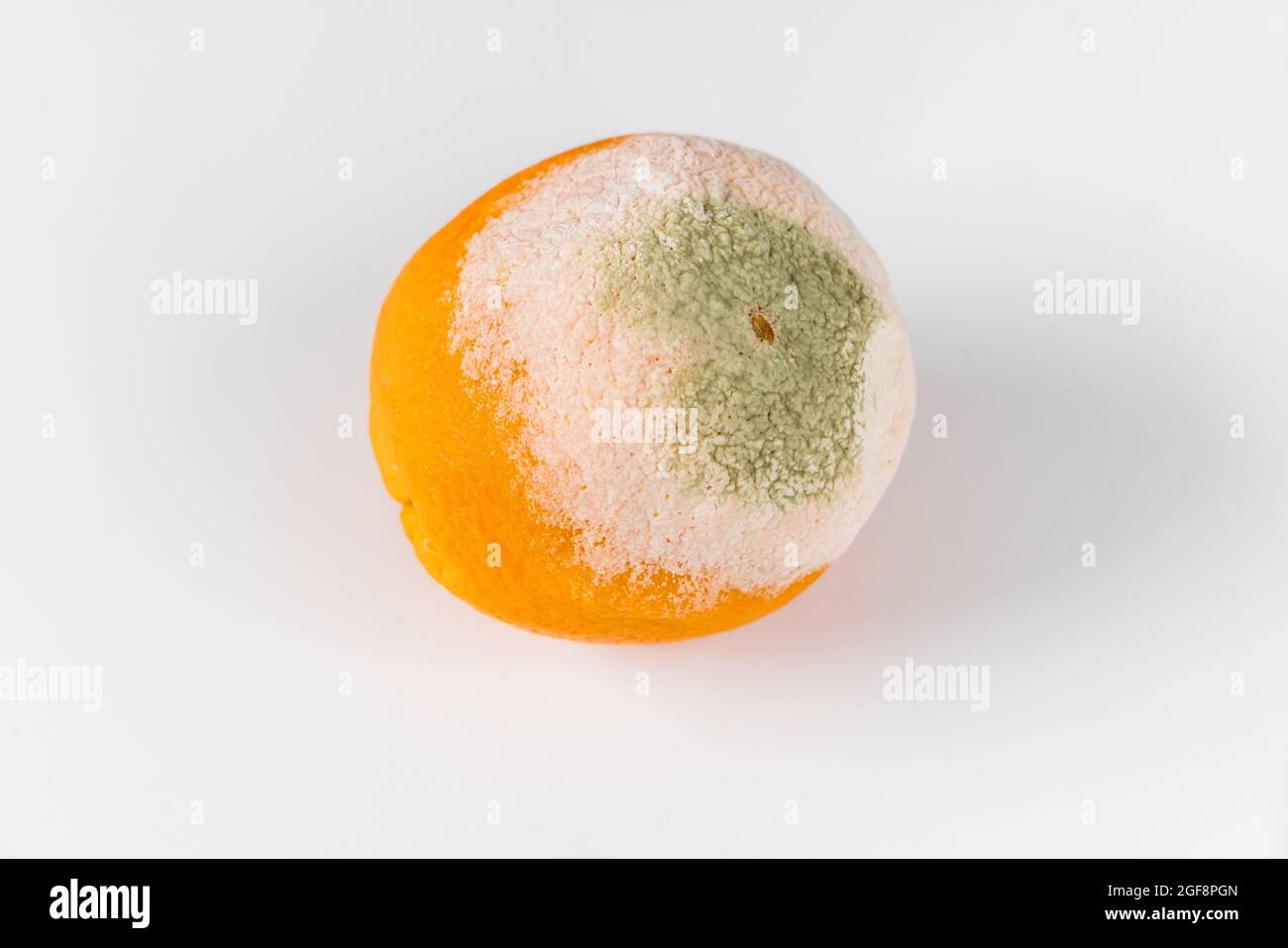 One moldy orange isolated on white background. Stock Photo
