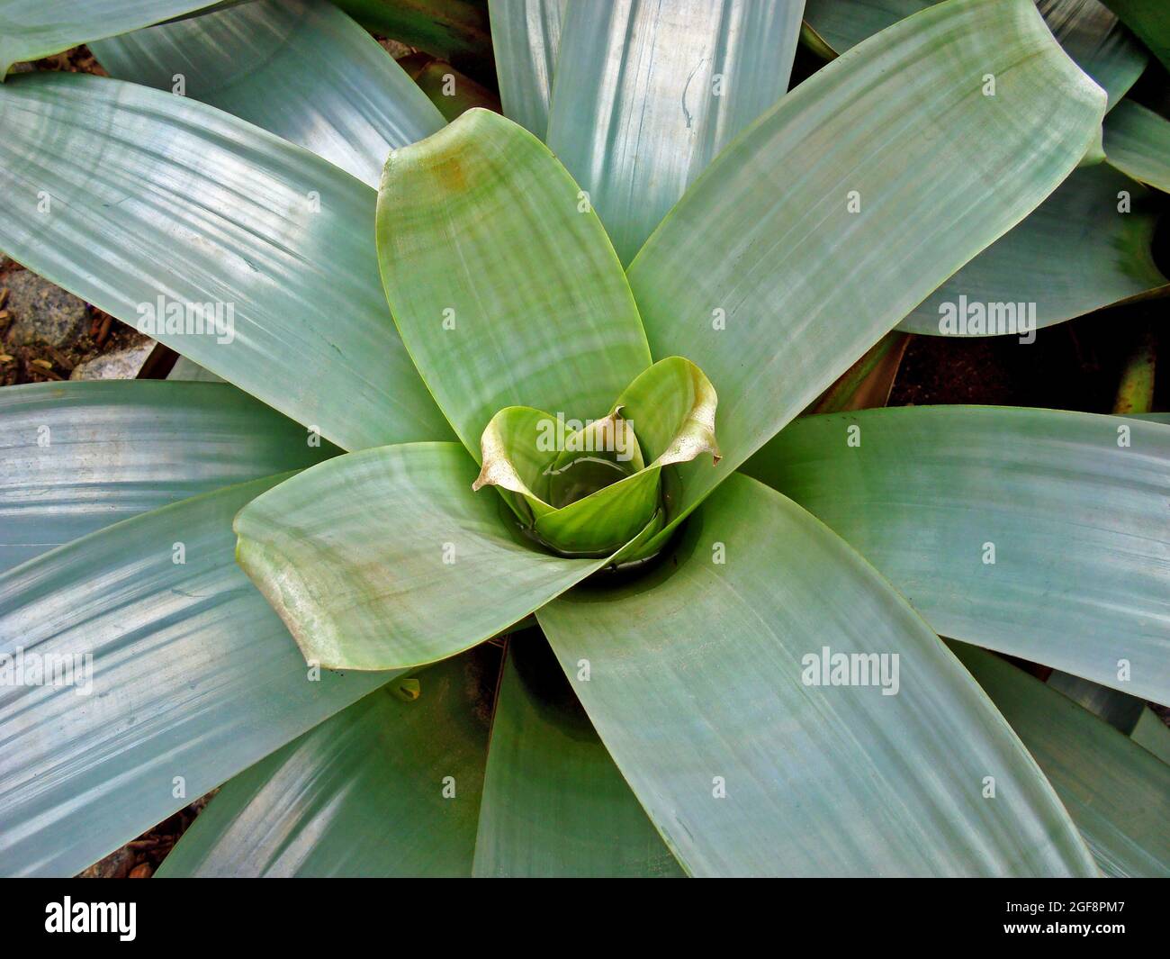 Green bromeliad on tropical garden Stock Photo