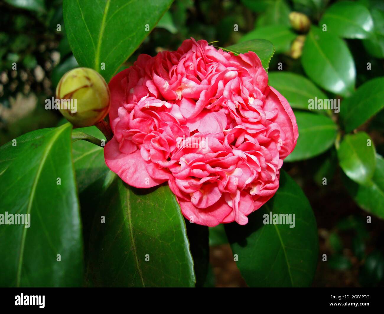 Japanese camellia flower (Camellia japonica), Rio, Brazil Stock Photo
