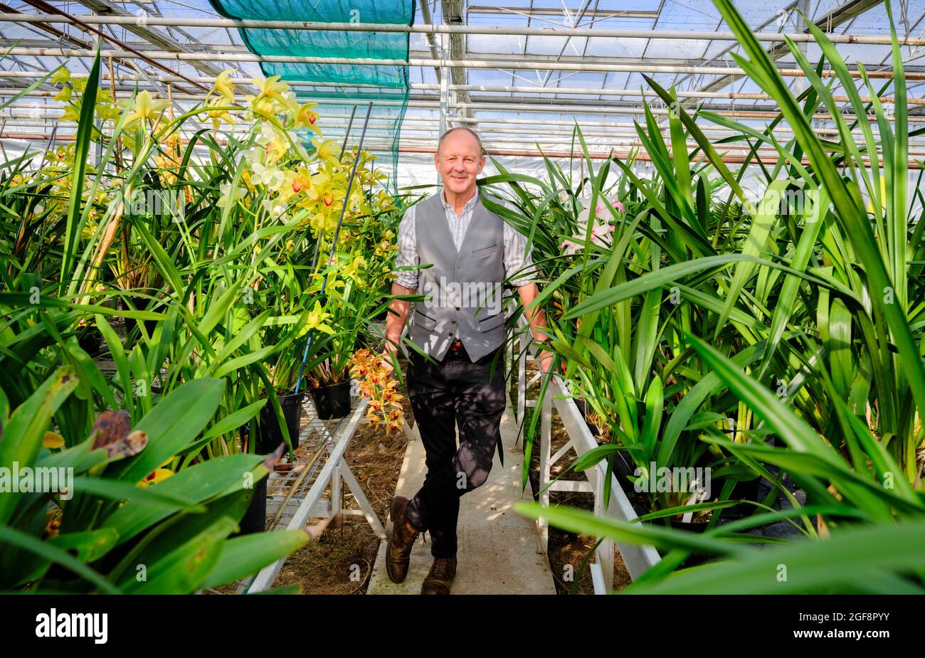 Jim McBean of McBeans Orchids near Lewes, East Sussex. Picture by Jim Holden. Editorial use only. Stock Photo