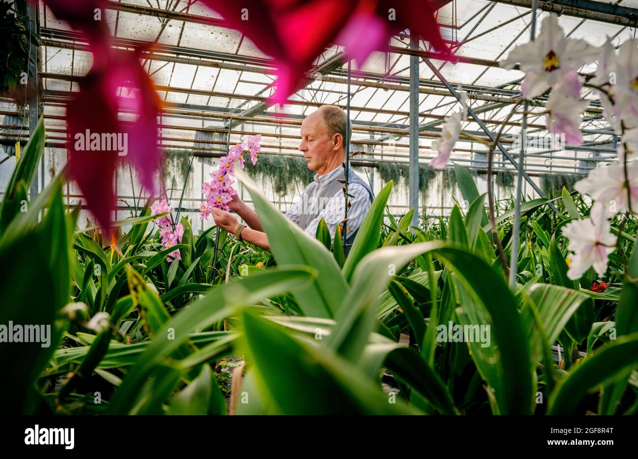 Jim McBean of McBeans Orchids near Lewes, East Sussex. Picture by Jim Holden. Editorial use only. Stock Photo