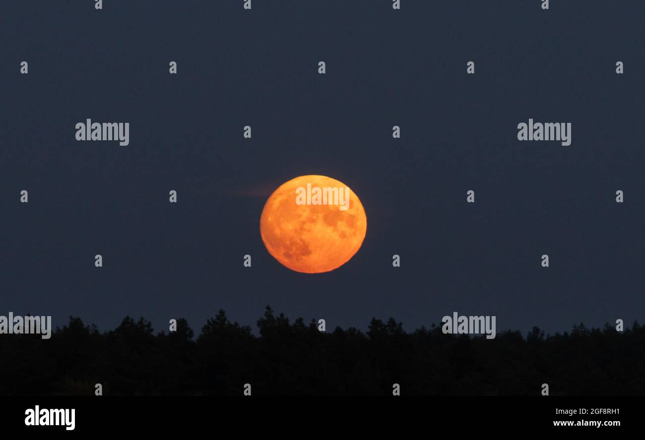 full red moon rose over the forest Stock Photo