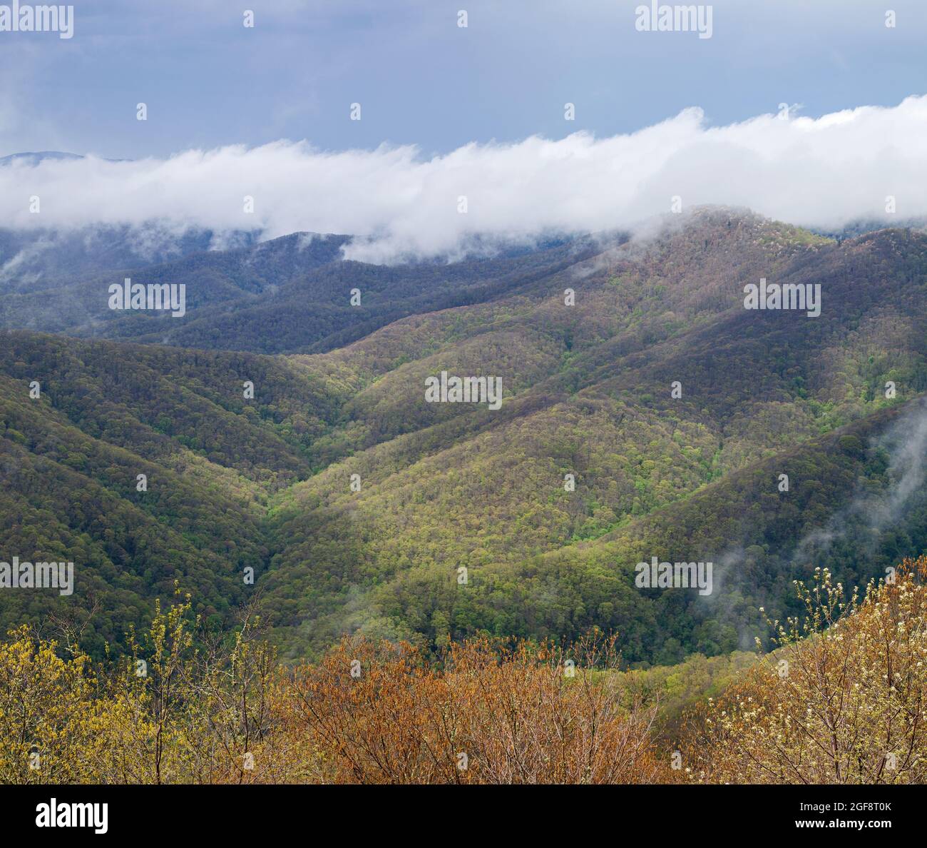 Balsam Mountain in the Great Smoky Mountains National Park in North ...