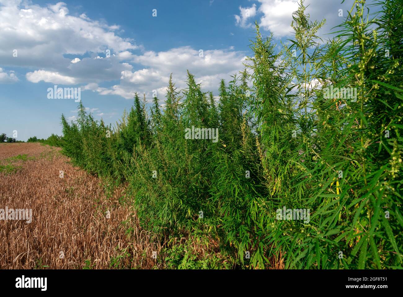 Bigfoot passing through Organic Hemp field 'Lifter' strain 'Cannabis  sativa', pm light Stock Photo - Alamy