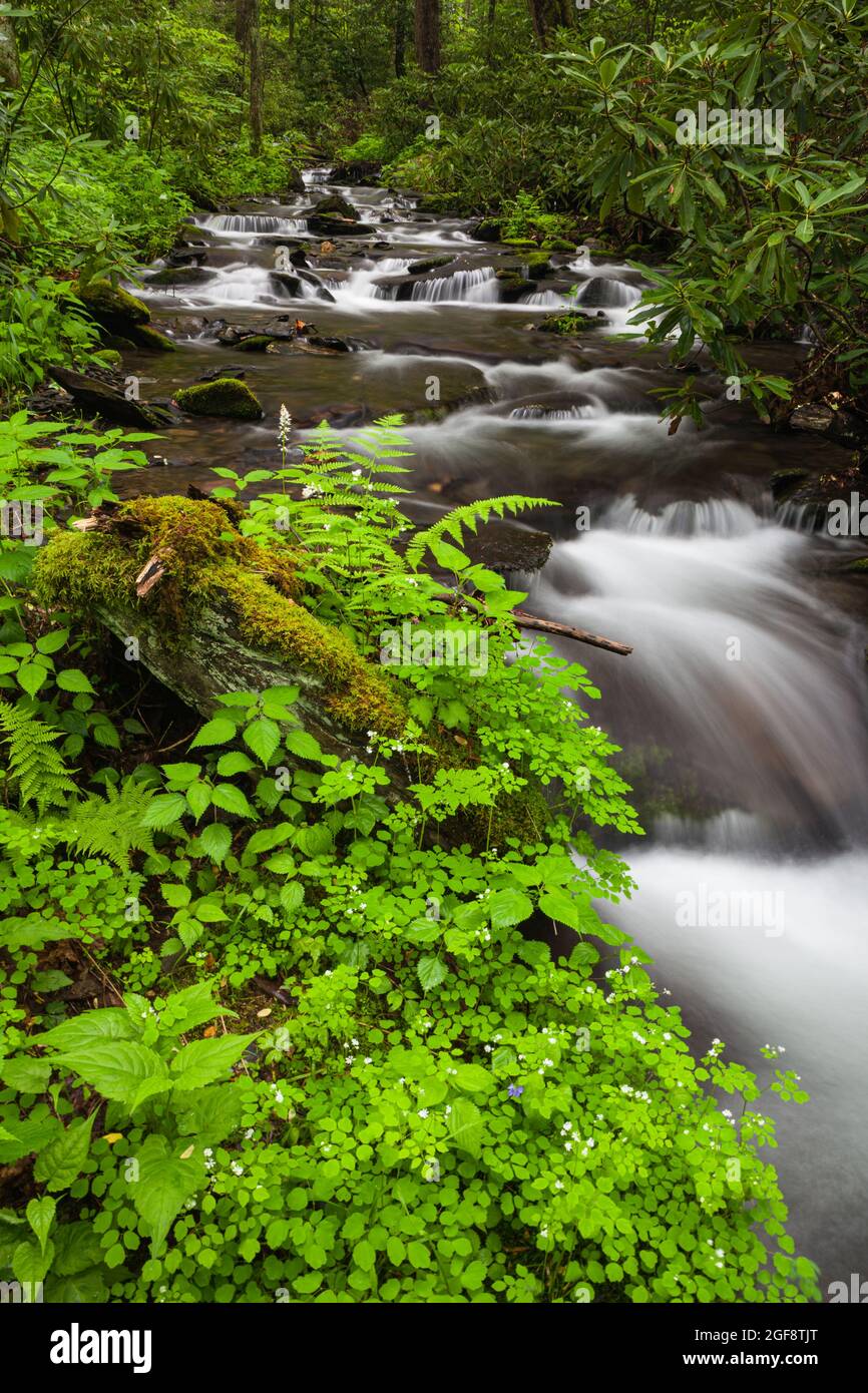 Fires Creek in the Nantahala National Forest in North Carolina Stock