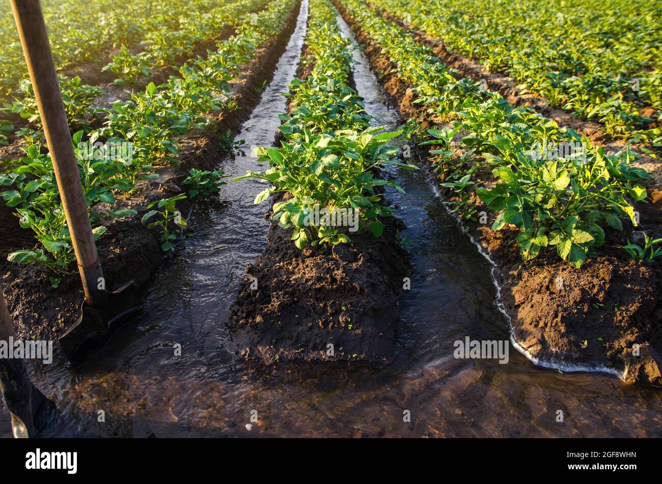 Plantation water flow control. Surface irrigation of crops. Water flows through canals. European farming. Agriculture. Agronomy. Agroindustry and agri Stock Photo