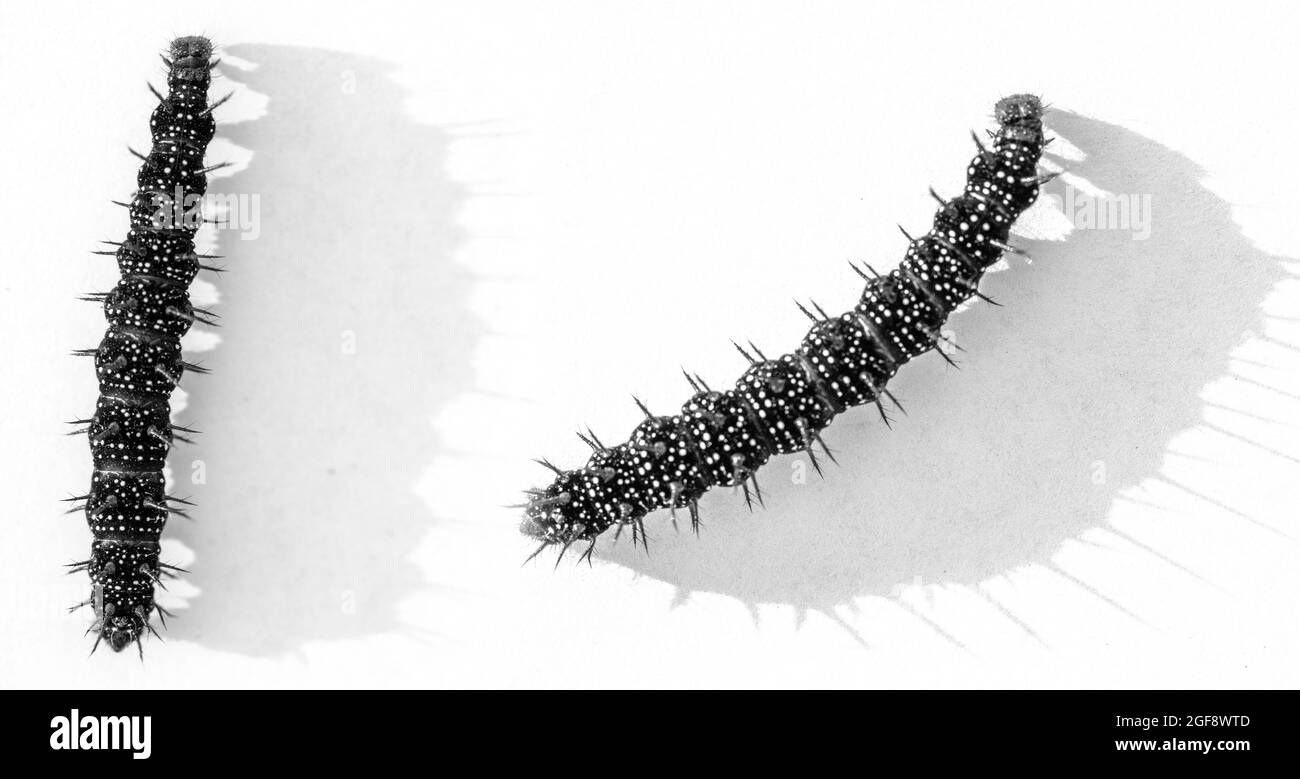 Metamorphosis butterfly Black and White Stock Photos & Images - Alamy