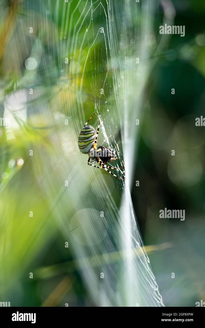 wasp spider with prey in web Stock Photo - Alamy