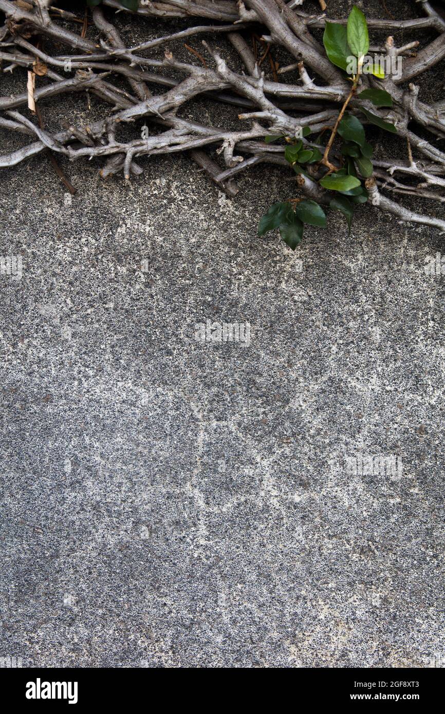 Old stone wall and plants with copy space Stock Photo - Alamy