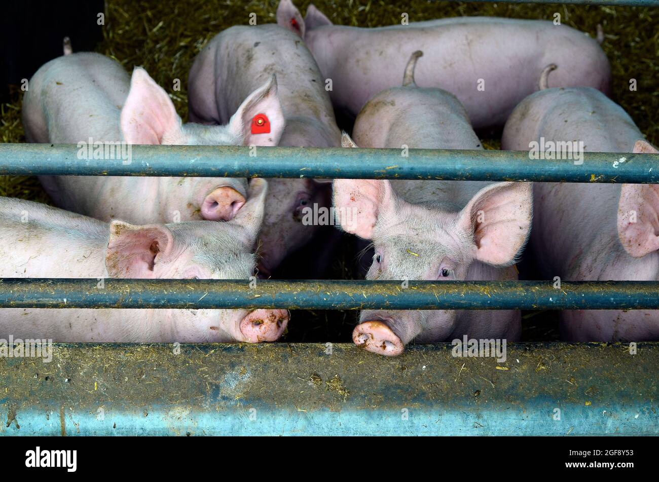 Austria, pig farming industry Stock Photo Alamy