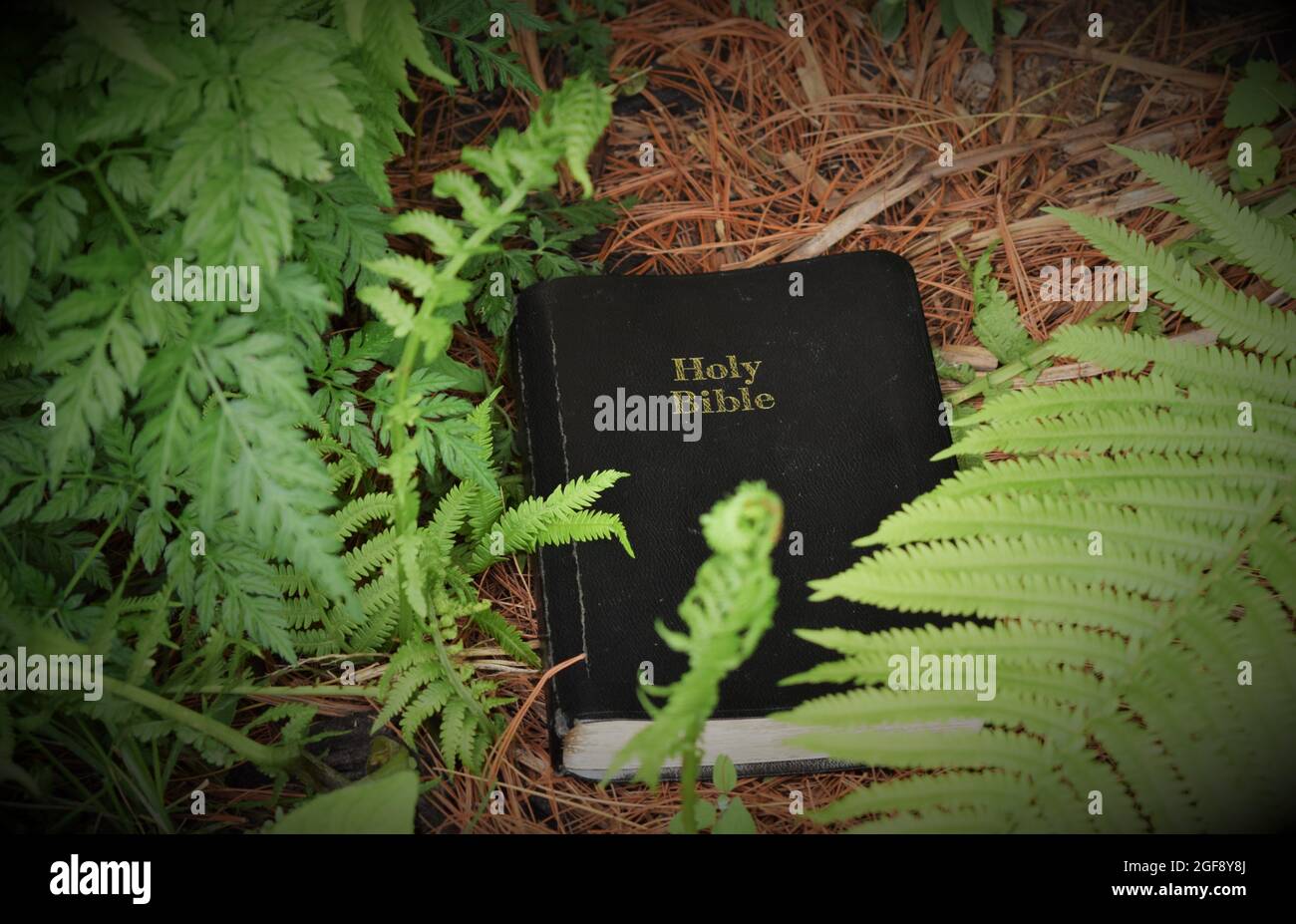 Discover God's Word in Nature Stock Photo