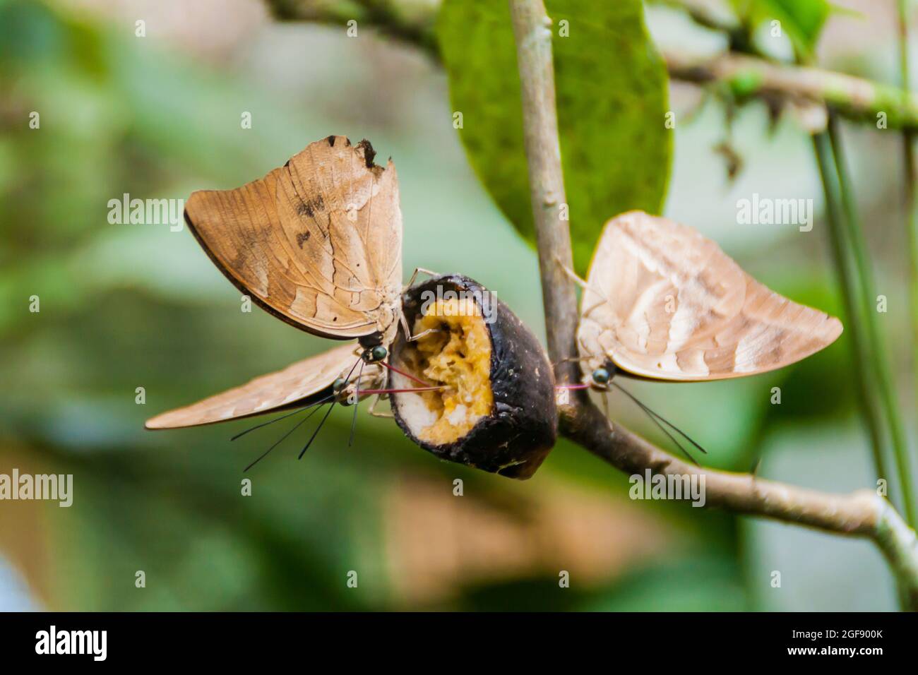 Pattapuchi Insect Pilpintuwasi hi-res stock photography and images - Alamy