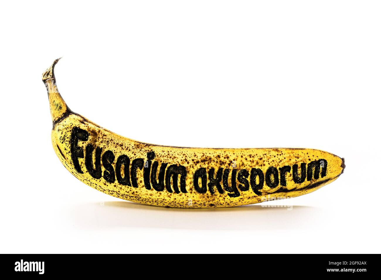 banana contaminated by Raça Tropical 4 from panama mal, text in english written Fusarium oxysporum Stock Photo