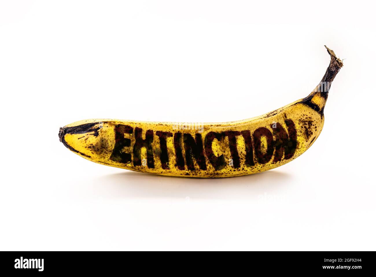 banana contaminated by Raça Tropical 4 from panama mal, text in english written extinction Stock Photo