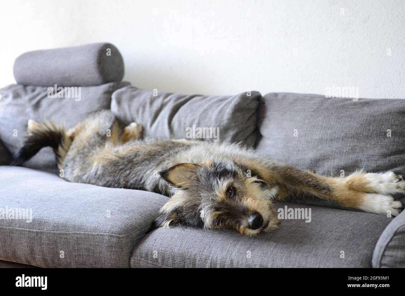 cane spinone sul divano Stock Photo
