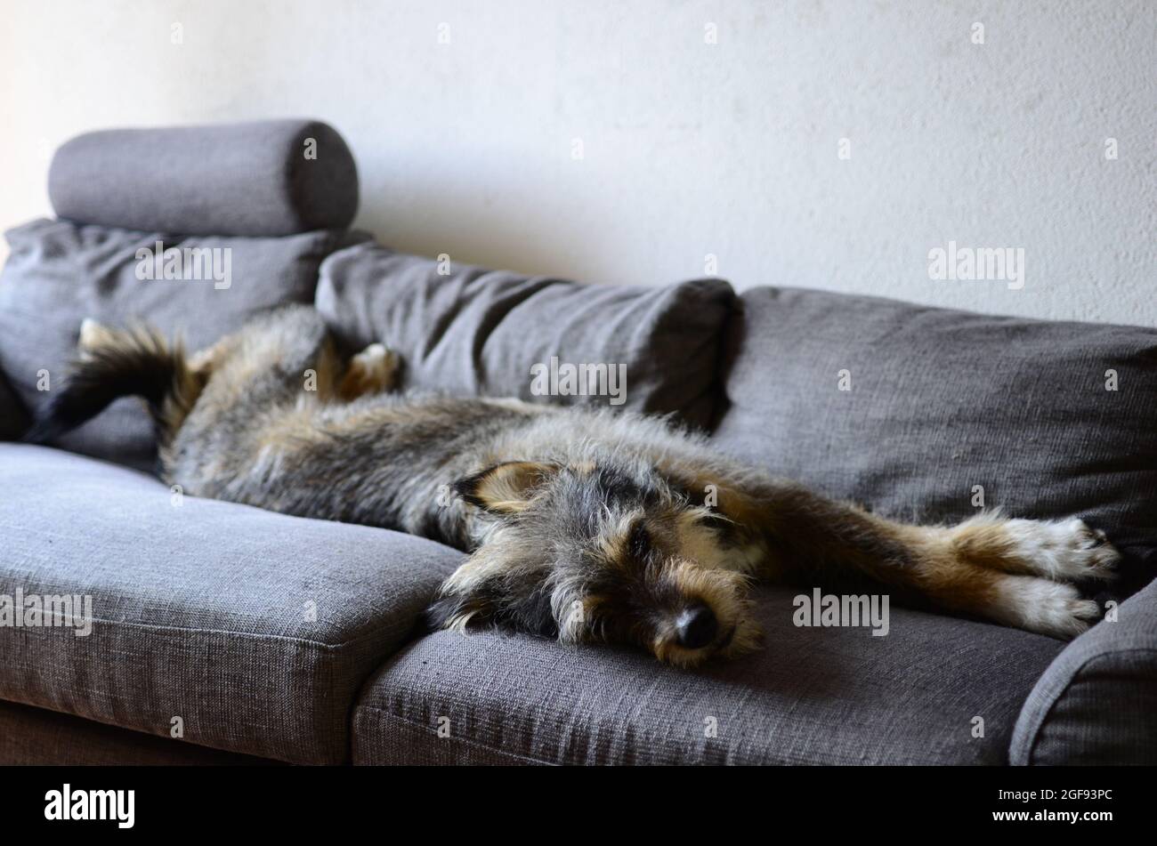 cane spinone sul divano Stock Photo