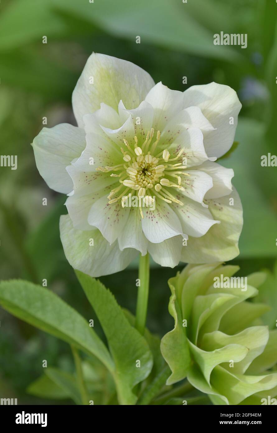 White flowers of hellebores. Evergreen perennial hellebore bloom in late winter to early spring.Christmas rose or hellebore spring flowers which posit Stock Photo