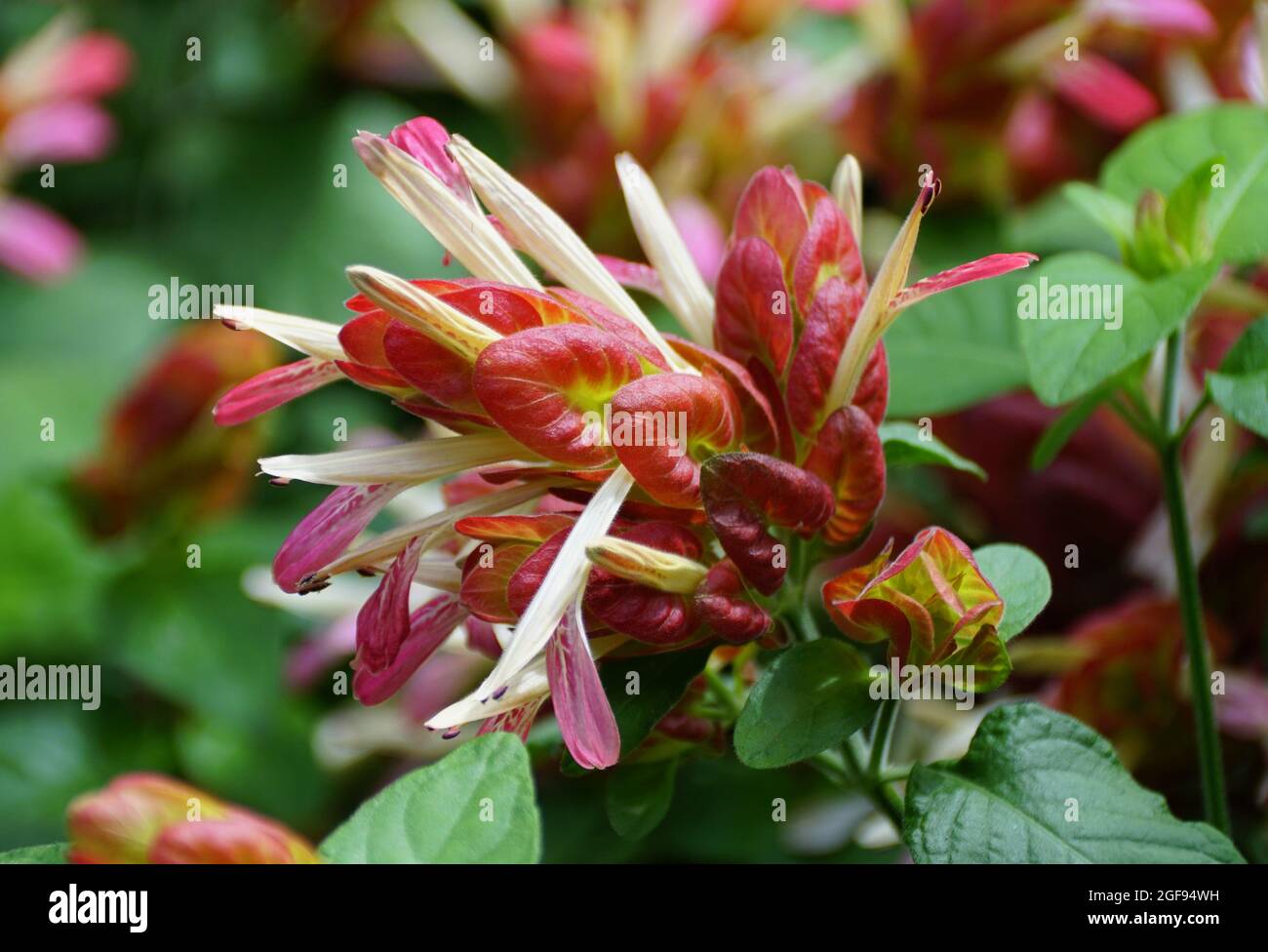 Unique red flower of a shrimp plant with scientific name Justicia Brandegeana Stock Photo