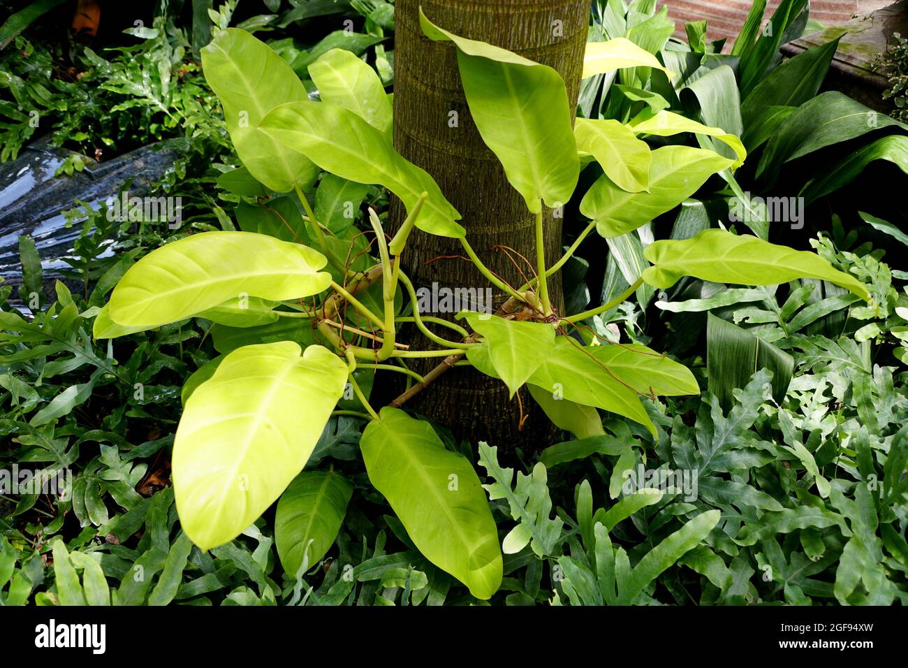 Are Lemon Tree Roots Poisonous To Dogs