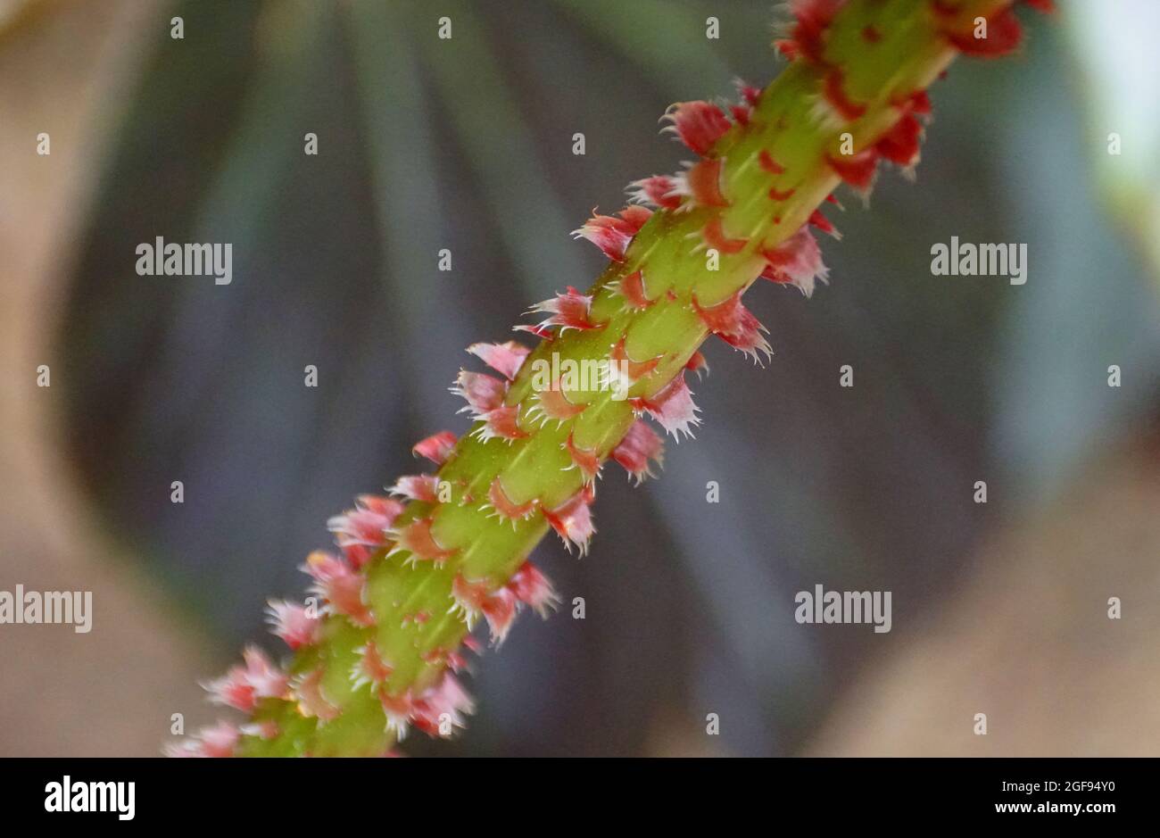 A hairy red stem of Rhizomatous Begonia plant Stock Photo