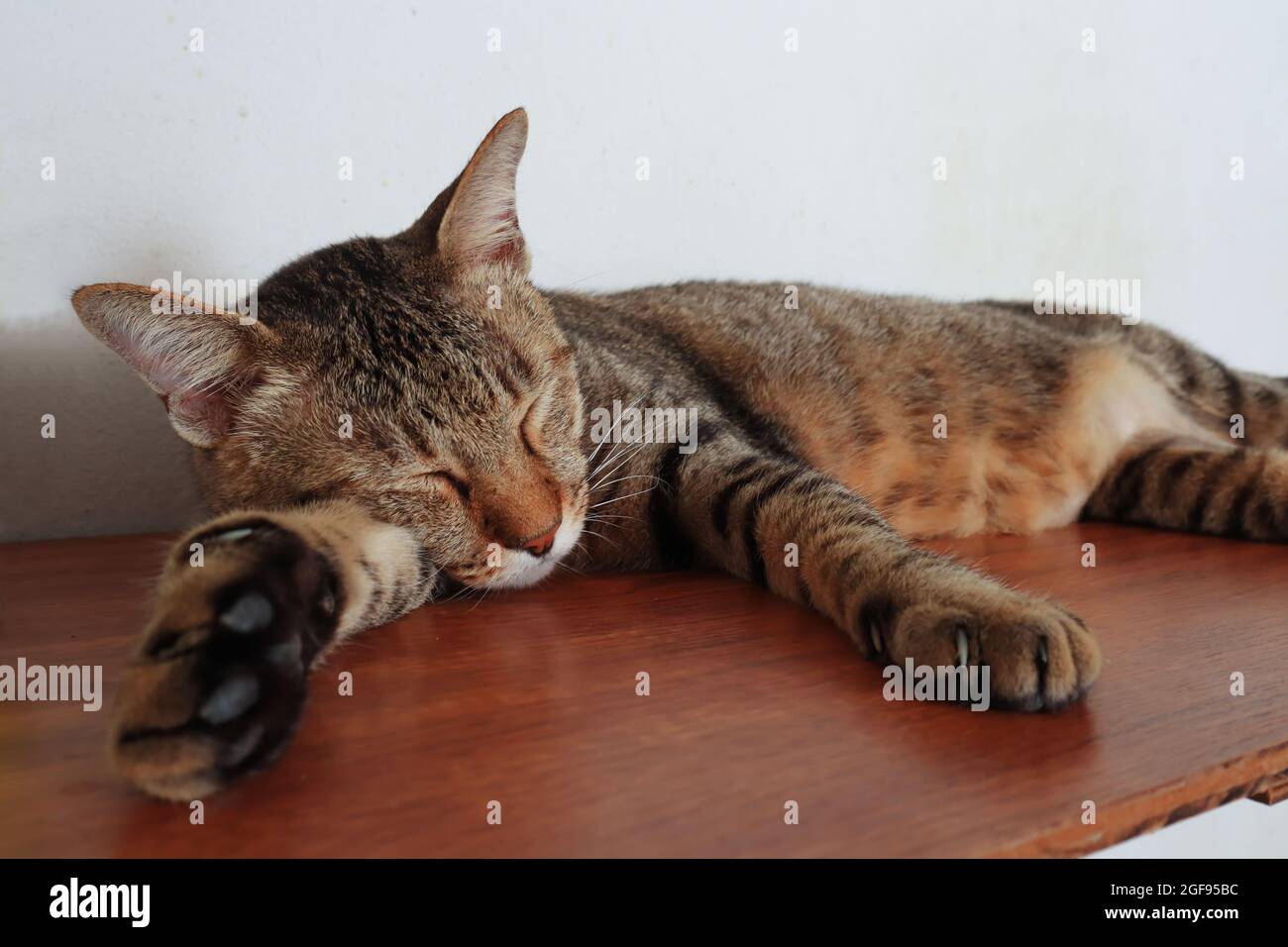 Close portrait of adorable male tabby cat relaxing and sleeping comfortably on the shelf. Stock Photo