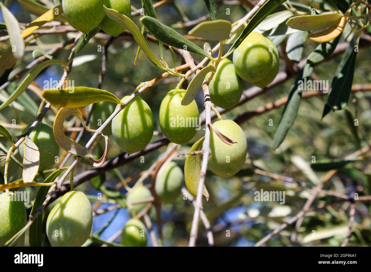Olives on olive tree branch in the outskirts of Athens in Greece Stock