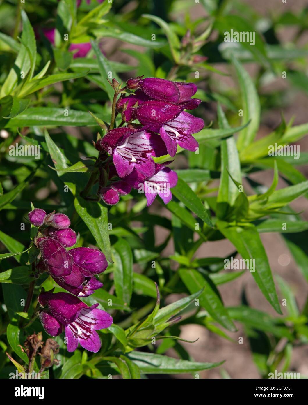 Penstemon Harlequin Magenta Stock Photo