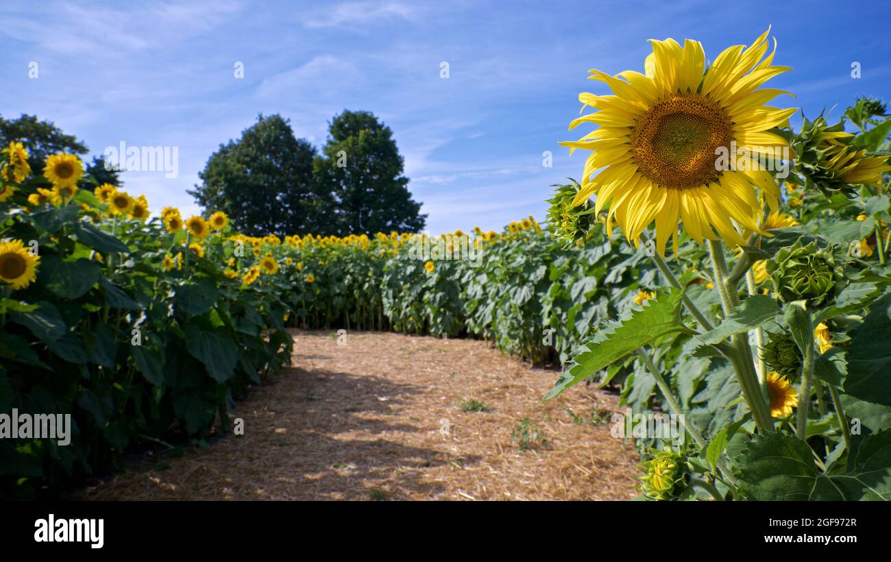 Close-up of a single sunflower in the side of the road of the sunflower farm Stock Photo