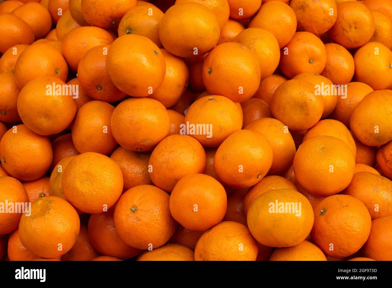 Bunch of Oranges or sweet orange fruits, scientific fruit family Rutaceae, are displayed for sale at New Market area, Kolkata, India. Stock Photo