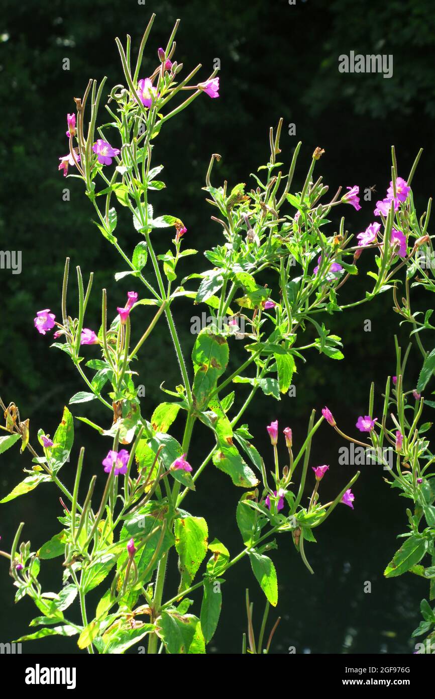 Broad leaved willow herb Stock Photo