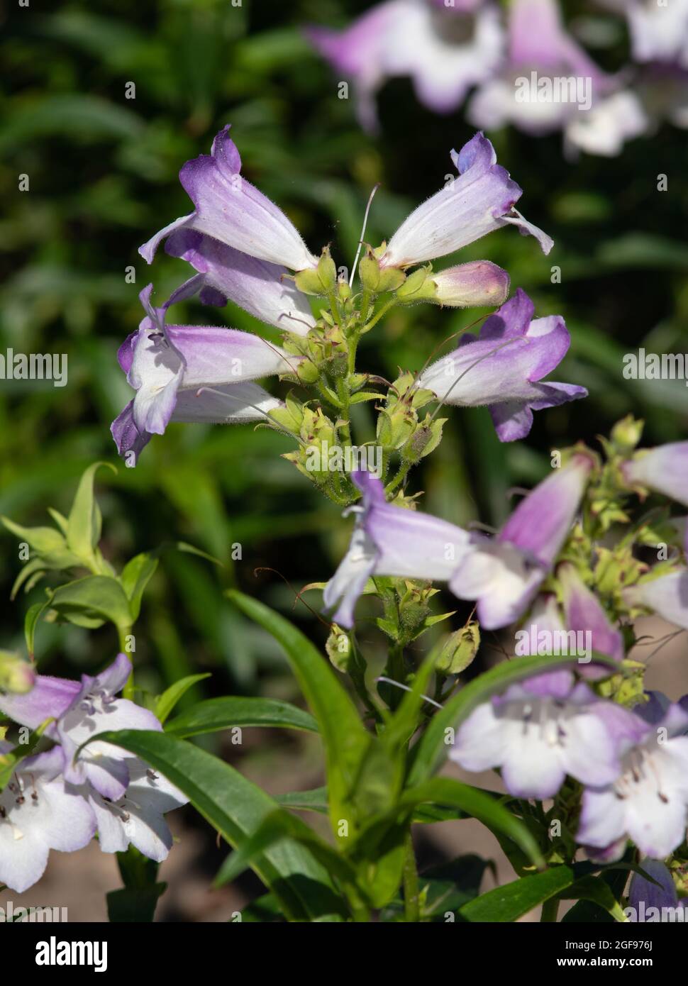 Penstemon 'Harlequin Lilac' Stock Photo