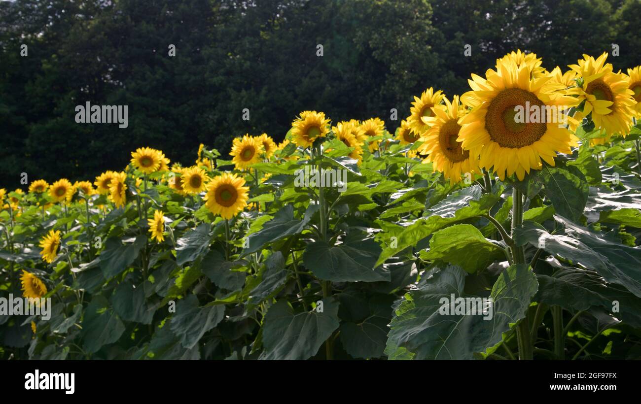 The landscape of the sunflower farm with dark background Stock Photo