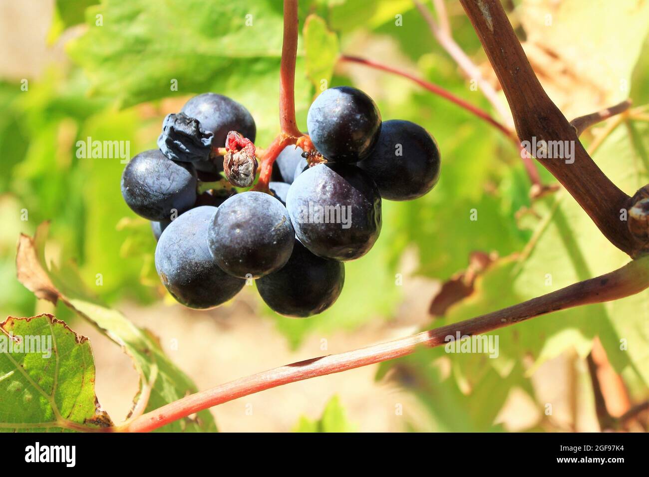 Ripe red wine grapes on vineyard in the outskirts of Athens in Attica