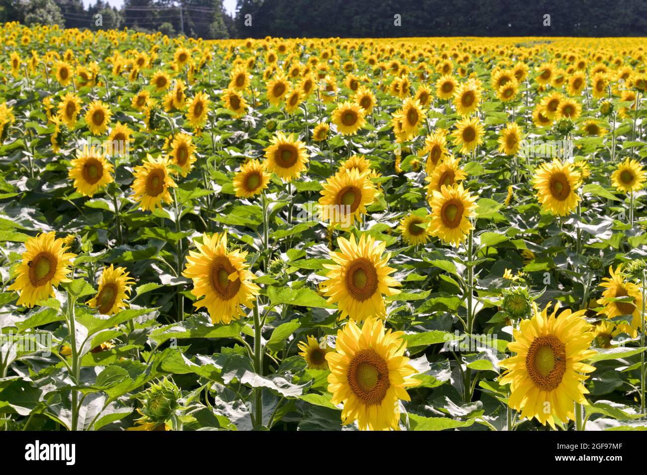 Beautiful field of blooming sunflower Stock Photo