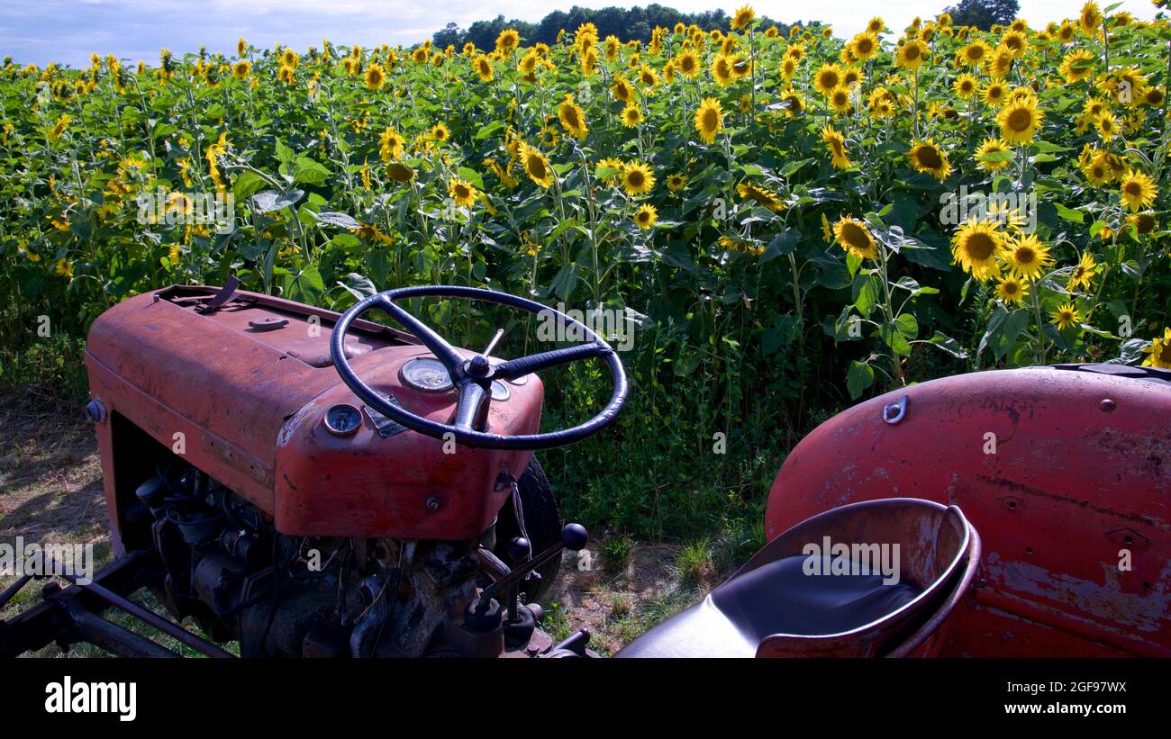 Antique tractor in front of a sunflower field Stock Photo - Alamy