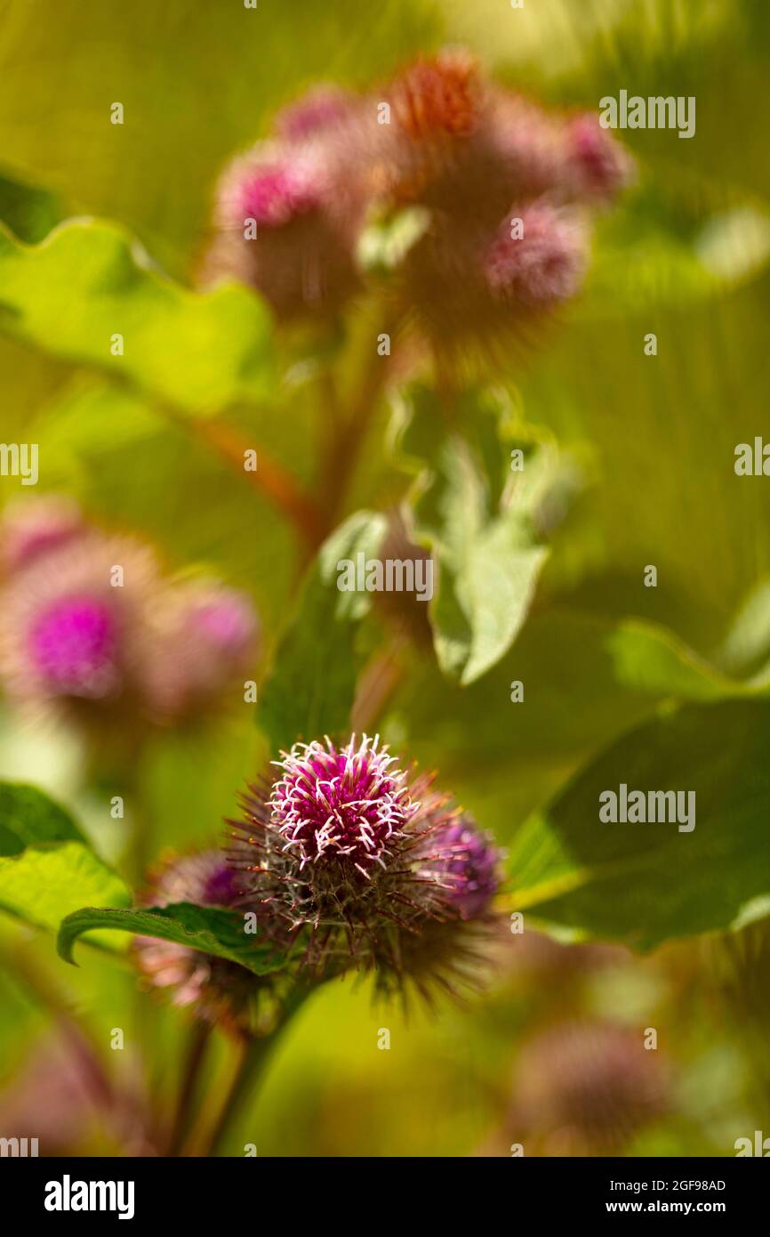 Burdock ( Arctiu plant and flowers in close-up basking in bright summer sunshine Stock Photo