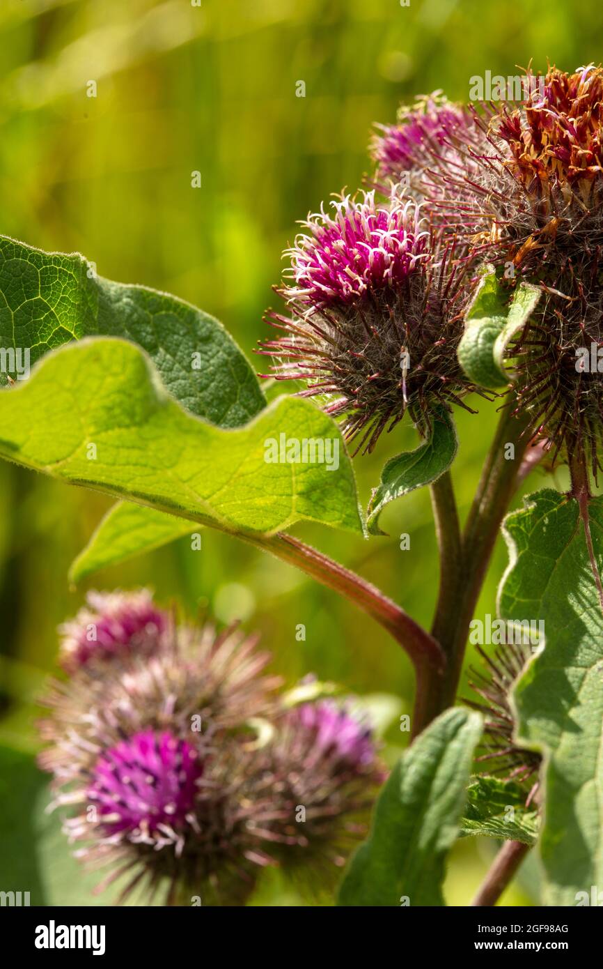Burdock ( Arctiu plant and flowers in close-up basking in bright summer sunshine Stock Photo
