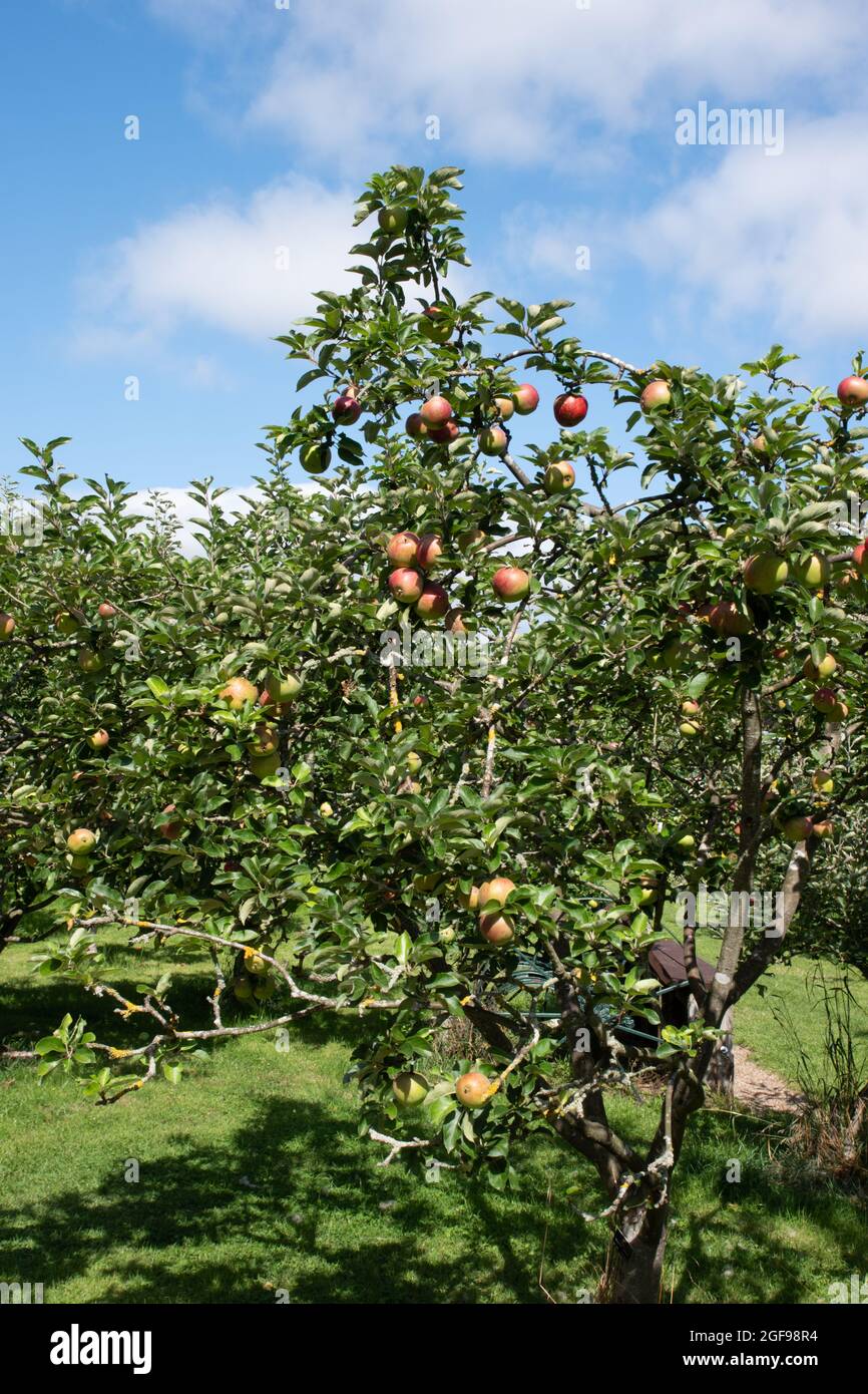 Worcester pearmain apple tree hi-res stock photography and images - Alamy