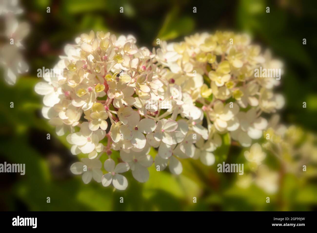 Dreamy Hydrangea paniculata ‘Candlelight’, Paniculate hydrangea