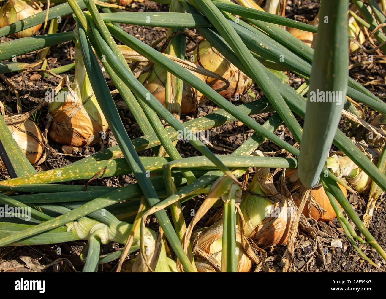 Close-up food plant portrait of captivating British bred Onion - Shakespeare in a garden setting Stock Photo