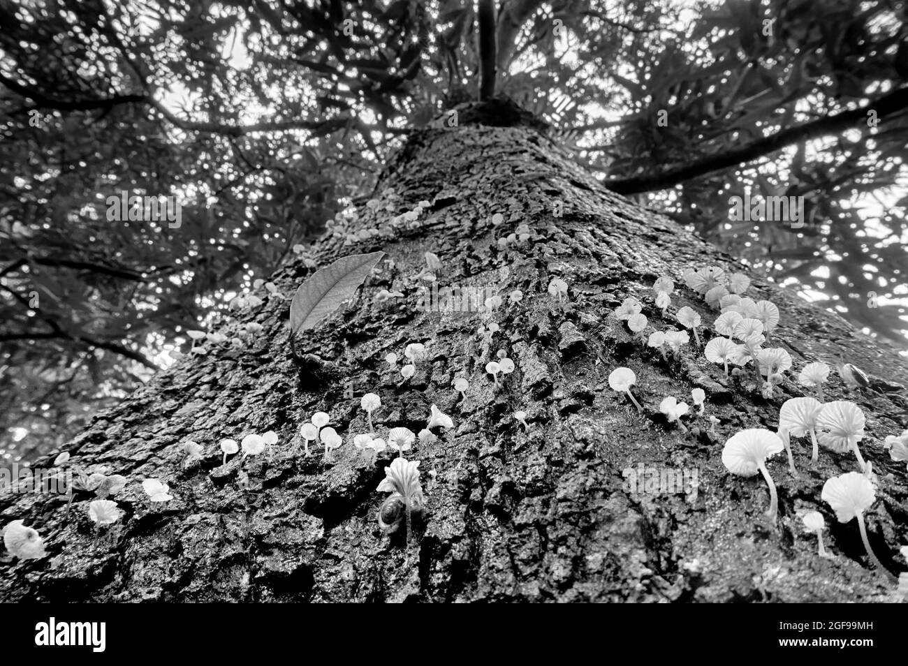 Black and white image of fungus grown on a tree. Image shot from low angle to the top of tree for creative use as nature background and copyspace. Stock Photo