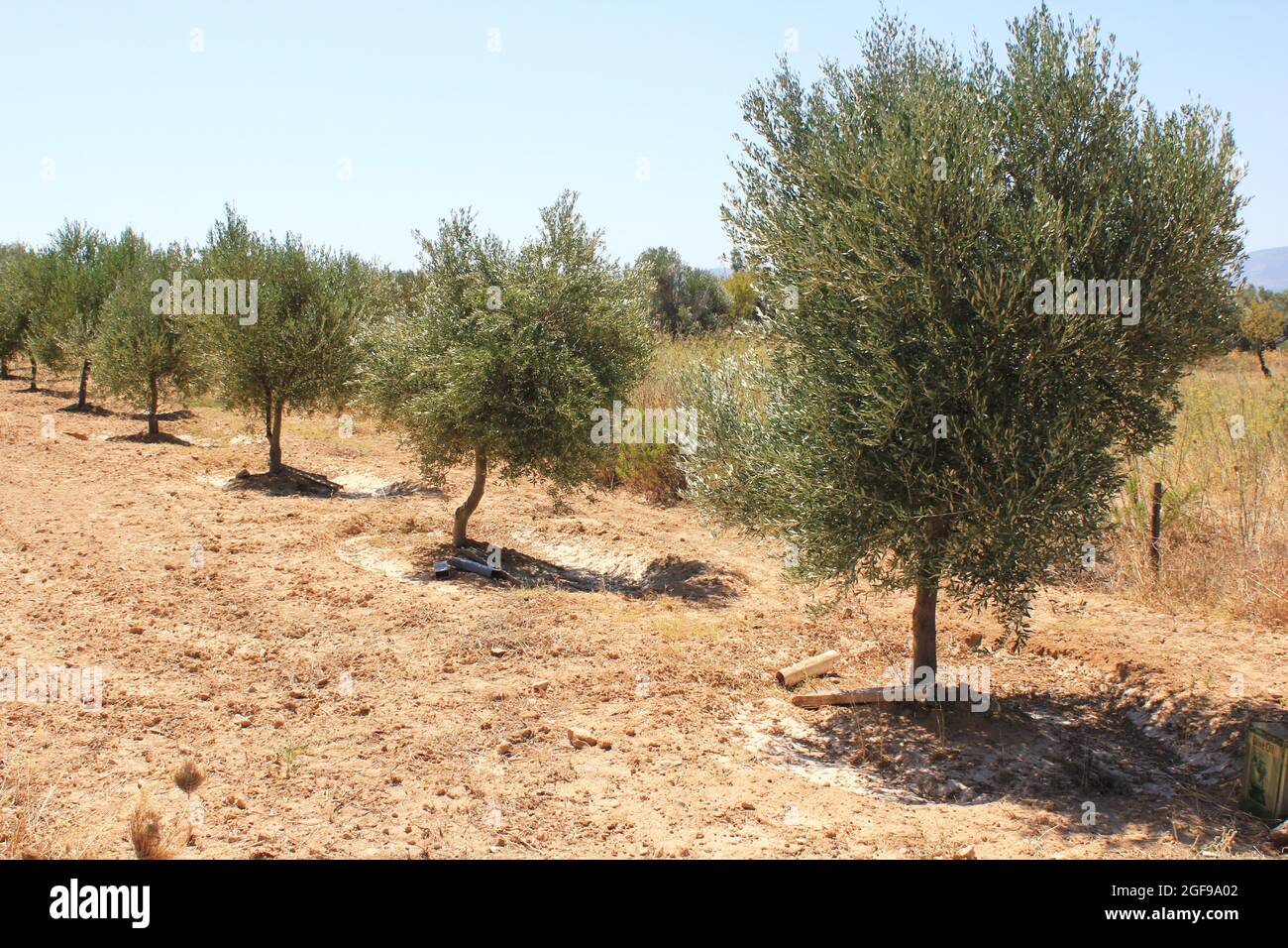 Olive trees growing in olive grove in the outskirts of Athens in Attica