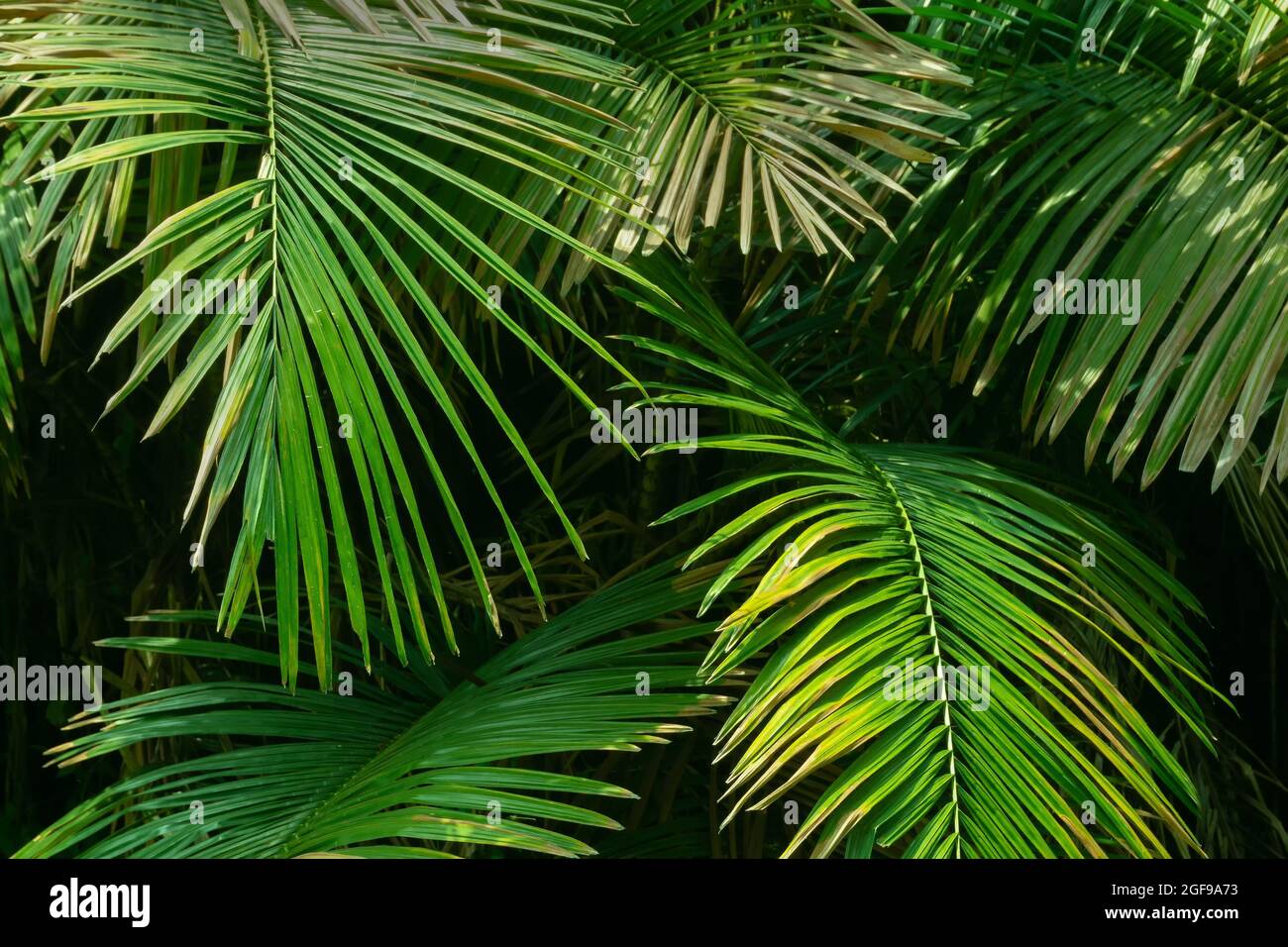 Green leaves growing up of a palm tree. Nature abstract stock image. Stock Photo